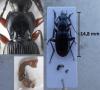 Pterostichus devillei
